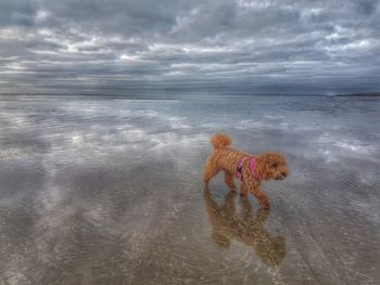 Dog on beach against sky