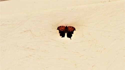 High angle view of dog on sand