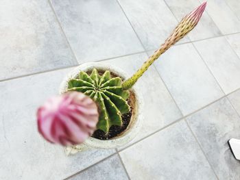 High angle view of potted plant on tiled floor