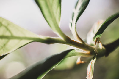 Close-up of flowering plant