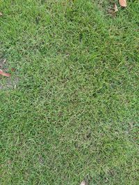 High angle view of grass on field