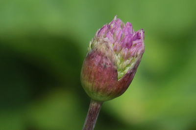 Close-up of pink flower bud