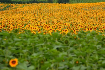 Scenic view of sunflower field