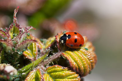 Close-up of ladybug on plant