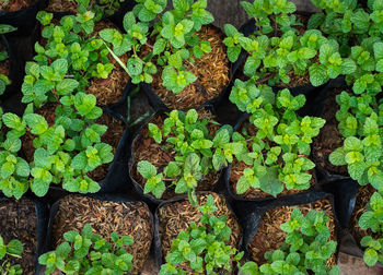 Directly above shot of potted mint saplings at plant nursery