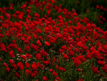 Full frame shot of red flowering plants on field