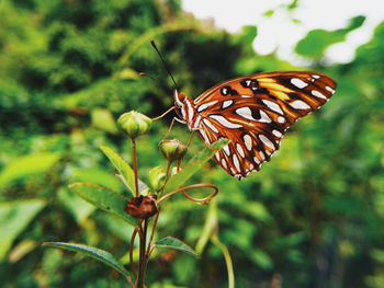 Close-up of butterfly pollinating on flower
