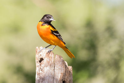 Close-up of bird perching on wooden post