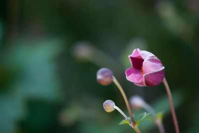 Close-up of pink flowering plant