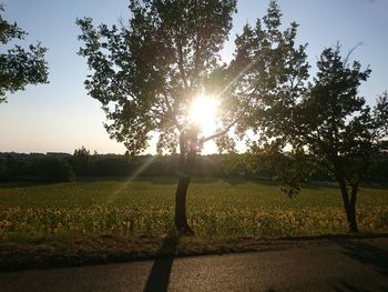 Trees on field against sky