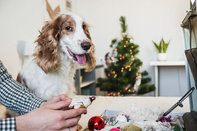 Close-up of a dog holding christmas tree