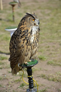 Close-up of owl perching on land