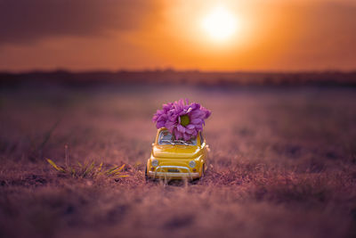 Close-up of yellow flower on field