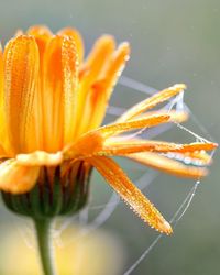 Close-up of spider web on wet yellow flower