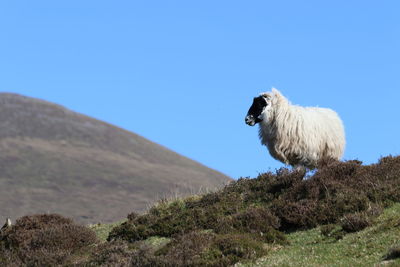 View of a sheep on land