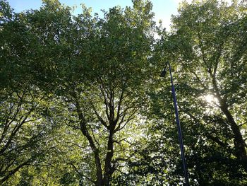 Low angle view of trees against the sky