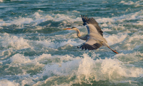 Stork flying over waves at sea