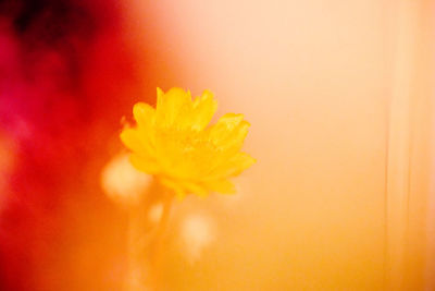 Close-up of yellow flower against orange background