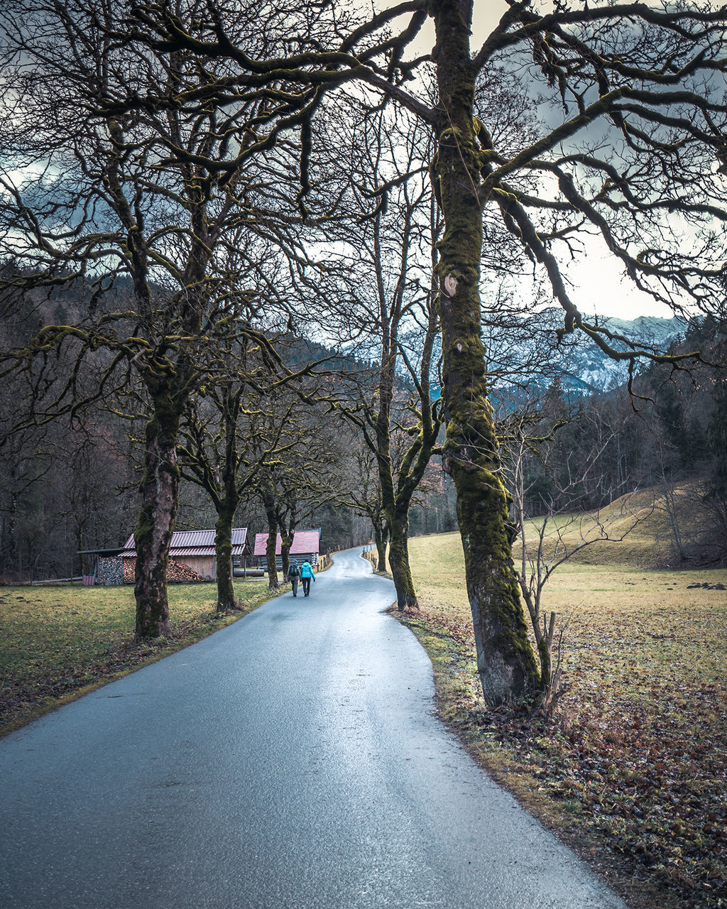 tree, plant, road, transportation, the way forward, direction, nature, day, tree trunk, trunk, incidental people, real people, mode of transportation, land vehicle, bare tree, branch, growth, outdoors, city, diminishing perspective, treelined