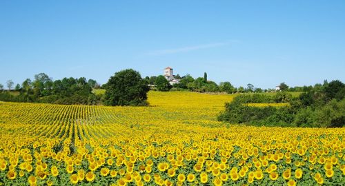 Scenic view of oilseed rape field against clear sky