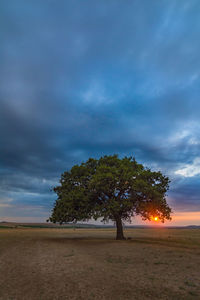 Trees on field against sky