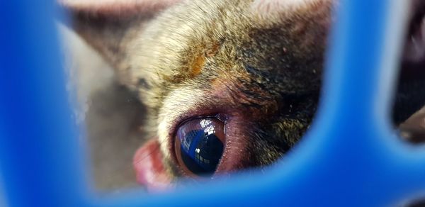 Close-up of animal eye