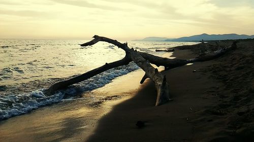 Driftwood on beach