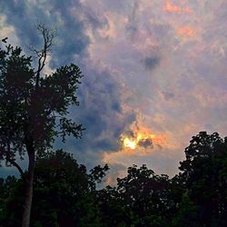 Low angle view of trees against cloudy sky