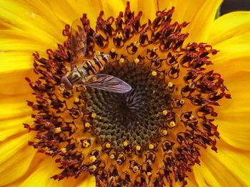 Close-up of bee pollinating on sunflower