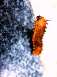 Close-up of orange butterfly on flower