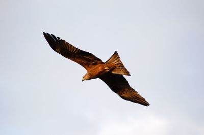 Low angle view of eagle flying against clear sky