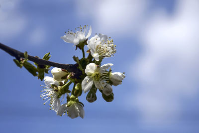 Apple tree branch with flowers under blue sky in the garden, soft focus. copy space. early spring.