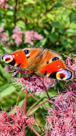Close-up of butterfly pollinating on orange flower