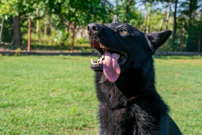 Black dog looking away