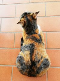 Cat sitting against brick wall