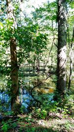 Trees in forest