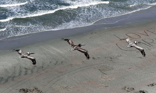 Pelicans flying over sandy beach