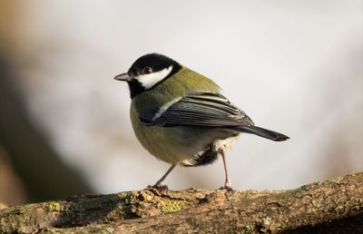 Close-up of bird perching on wood