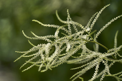 Close-up of frost on plant