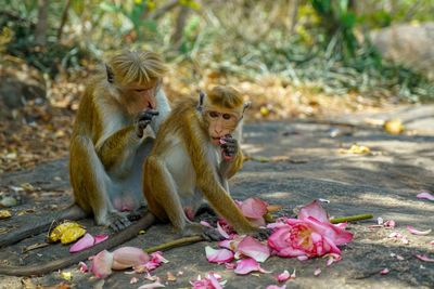 Monkeys and flowers
