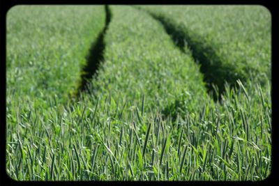 Close-up of plants growing on grassy field