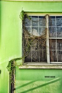 Plants growing through window