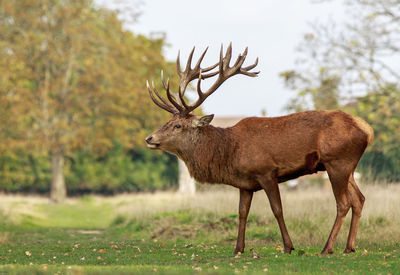 Deer standing in a field