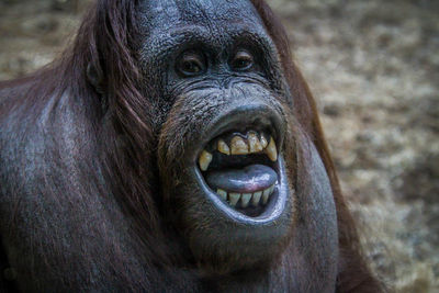 Close-up portrait of monkey with mouth open