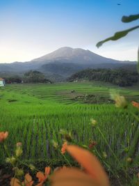 Scenic view of field against sky