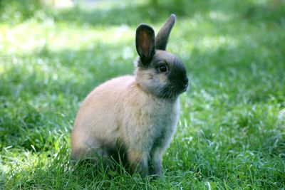 Close-up of a rabbit on field