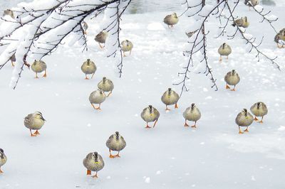 Group of ducks in winter