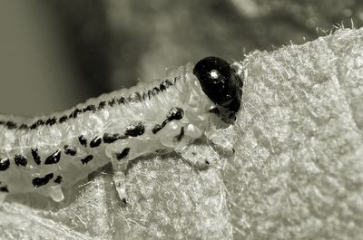 Close-up of insect on leaf