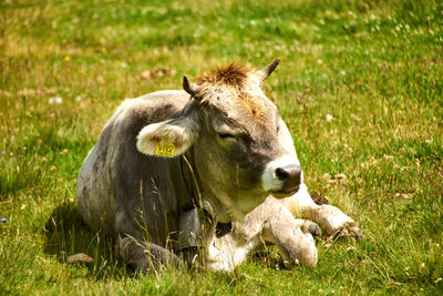 Cow relaxing on field