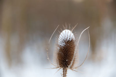 Close-up of dry plant